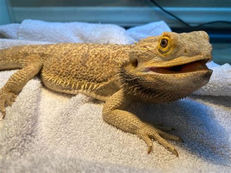 Mr bearded dragon - German giant bearded dragon – about 26 to 30 inches long, much larger than a standard; only lives about four or five years and requires a 100-gallon tank. Hypo is used to describe a morph with muted colors from decreased melanin production. It can describe any color morph. 